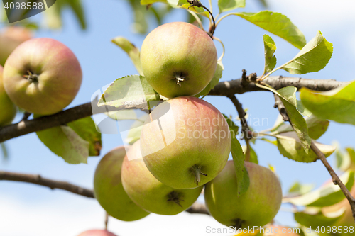 Image of apples on the tree