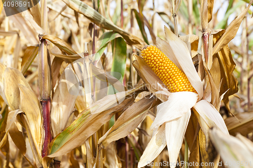 Image of yellowed ripe corn