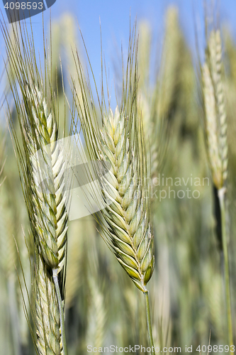 Image of Field with cereal