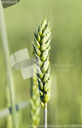 Image of Field with cereal