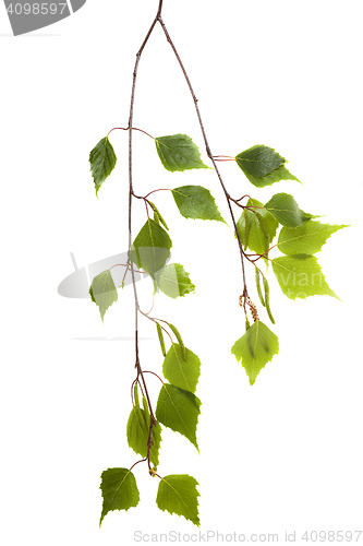 Image of birch leaves on a white background