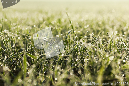 Image of young grass plants, close-up