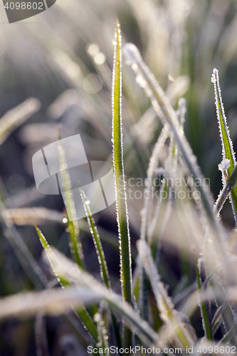 Image of young grass plants, close-up