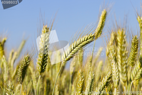 Image of Field with cereal
