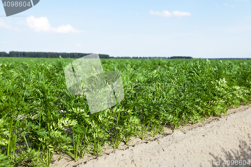 Image of Field with carrot