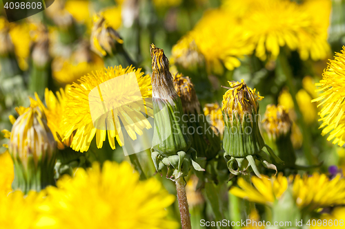 Image of yellow dandelions in spring