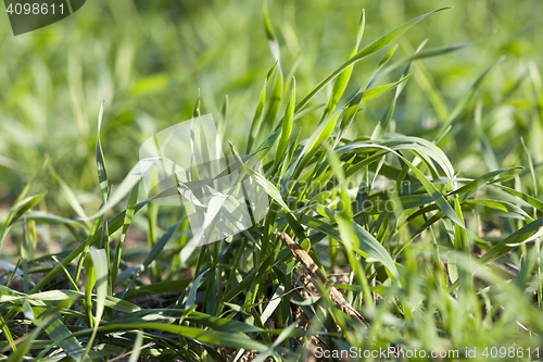 Image of young grass plants, close-up