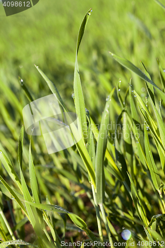 Image of Field with cereal