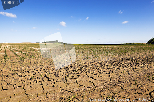 Image of corn field. summer