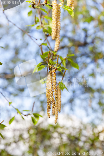 Image of Young leaves of birch