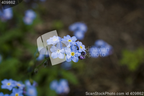 Image of forget-me-not