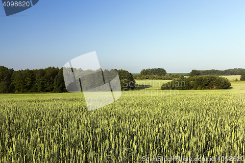 Image of Field with cereal