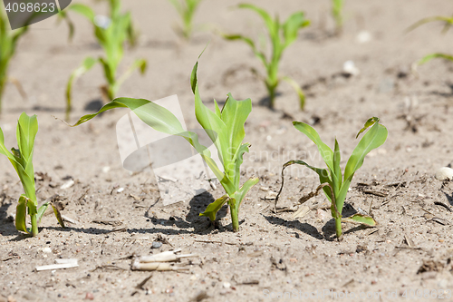 Image of corn field. close-up