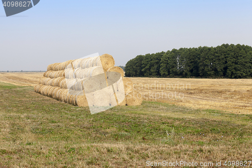 Image of gathering the wheat harvest