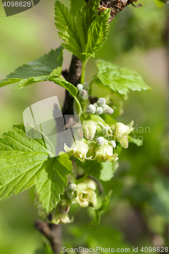 Image of spring flowering currant