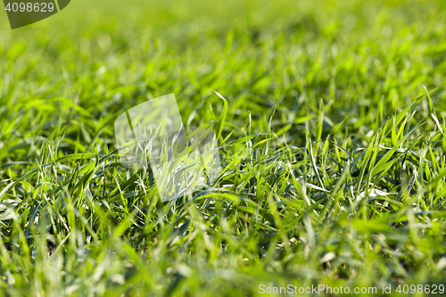 Image of young grass plants, close-up