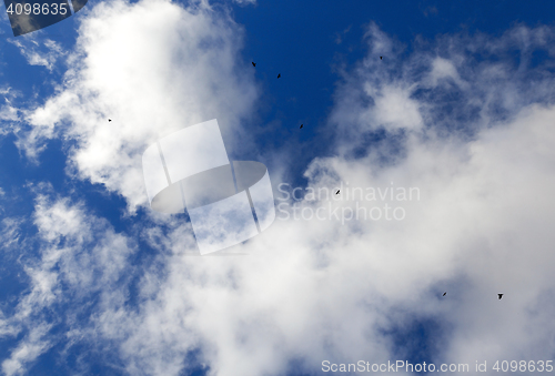 Image of birds flying in the sky