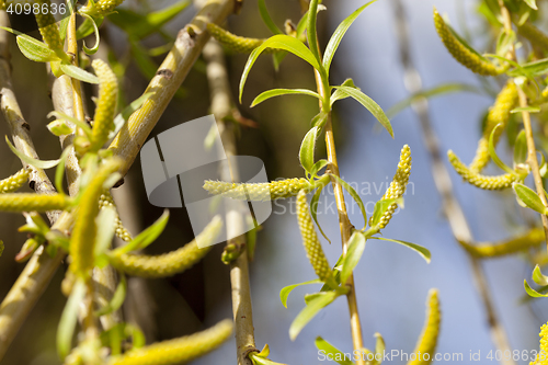 Image of trees in the spring