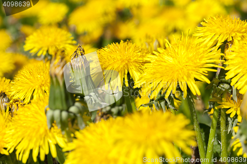 Image of yellow dandelions in spring