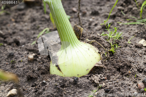 Image of green onions in the field