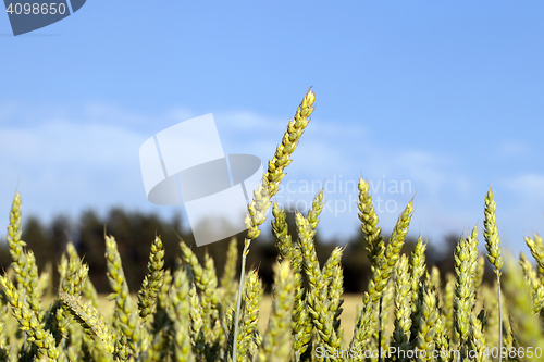 Image of Field with cereal