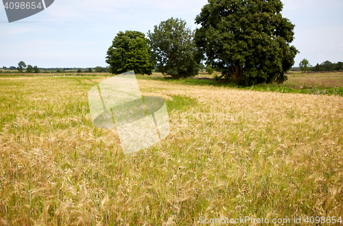 Image of cereal field with spikelets of ripe rye or wheat