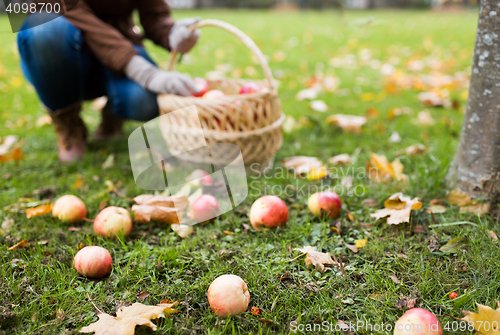 Image of woman with basket picking apples at autumn garden