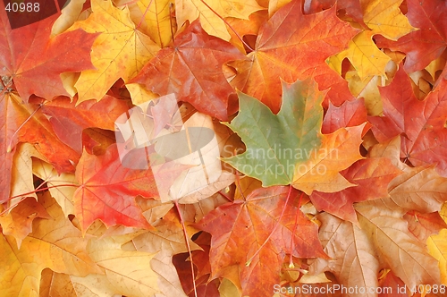 Image of Leaves
