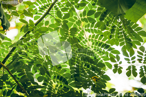 Image of Tropical vegetation with green leaves