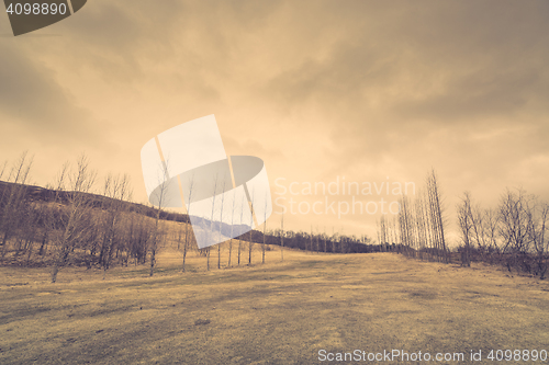 Image of Bare trees on a field with grass