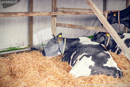 Image of Cows lying in hay