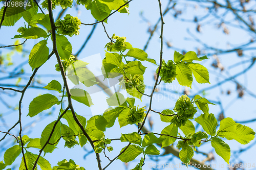 Image of Green leaves on a elm tree