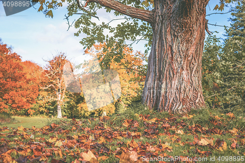 Image of Autumn scenery with a large tree