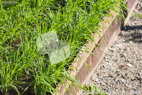 Image of Green grass growing in a garden