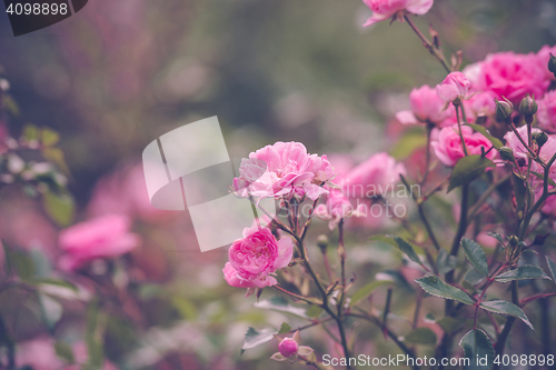 Image of Garden with romantic pink roses