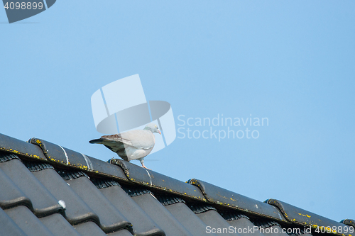 Image of Pigeon on a rooftop in blue sky