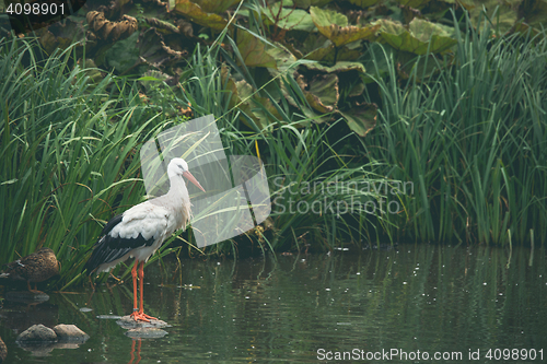 Image of White stork in a river