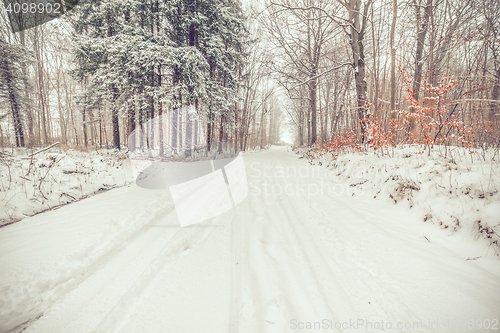 Image of Road in a snowy forest