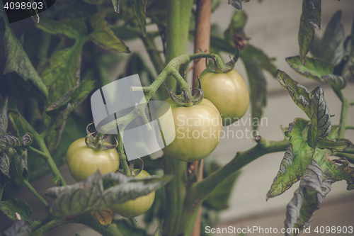 Image of Green tomatoes on a plant
