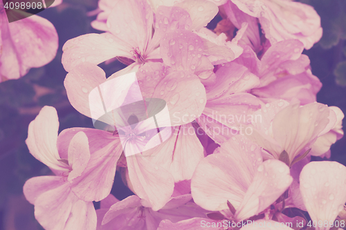 Image of Violet flowers in vintage colors
