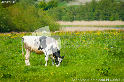 Image of Grazing cow on a green field