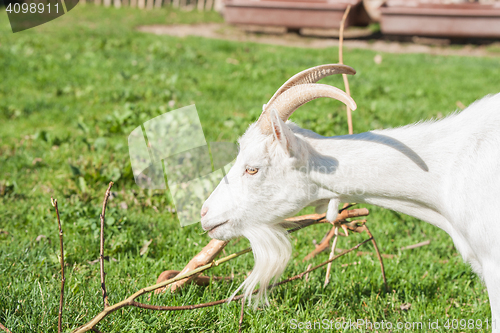 Image of White goat with horns