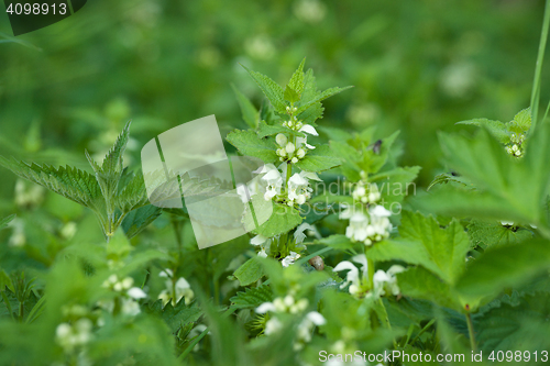 Image of Green nettles with white flowers