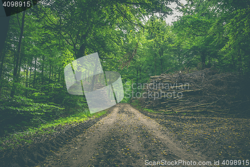 Image of Muddy forest trail with stacks of wood