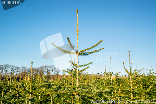 Image of Pine treetops at a plantation