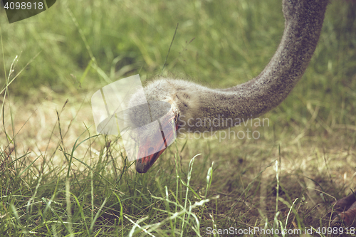 Image of Ostrich looking for food in the grass