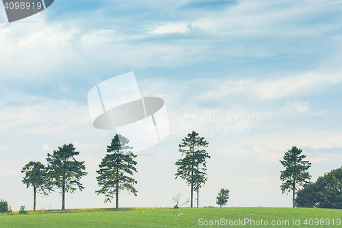 Image of Pine trees on a row