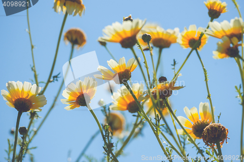 Image of Yellow marguerites in the summer