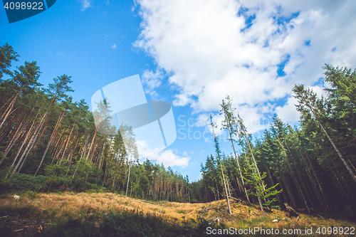 Image of Pine trees at a dry meadow