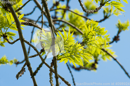 Image of Tree with green leaves